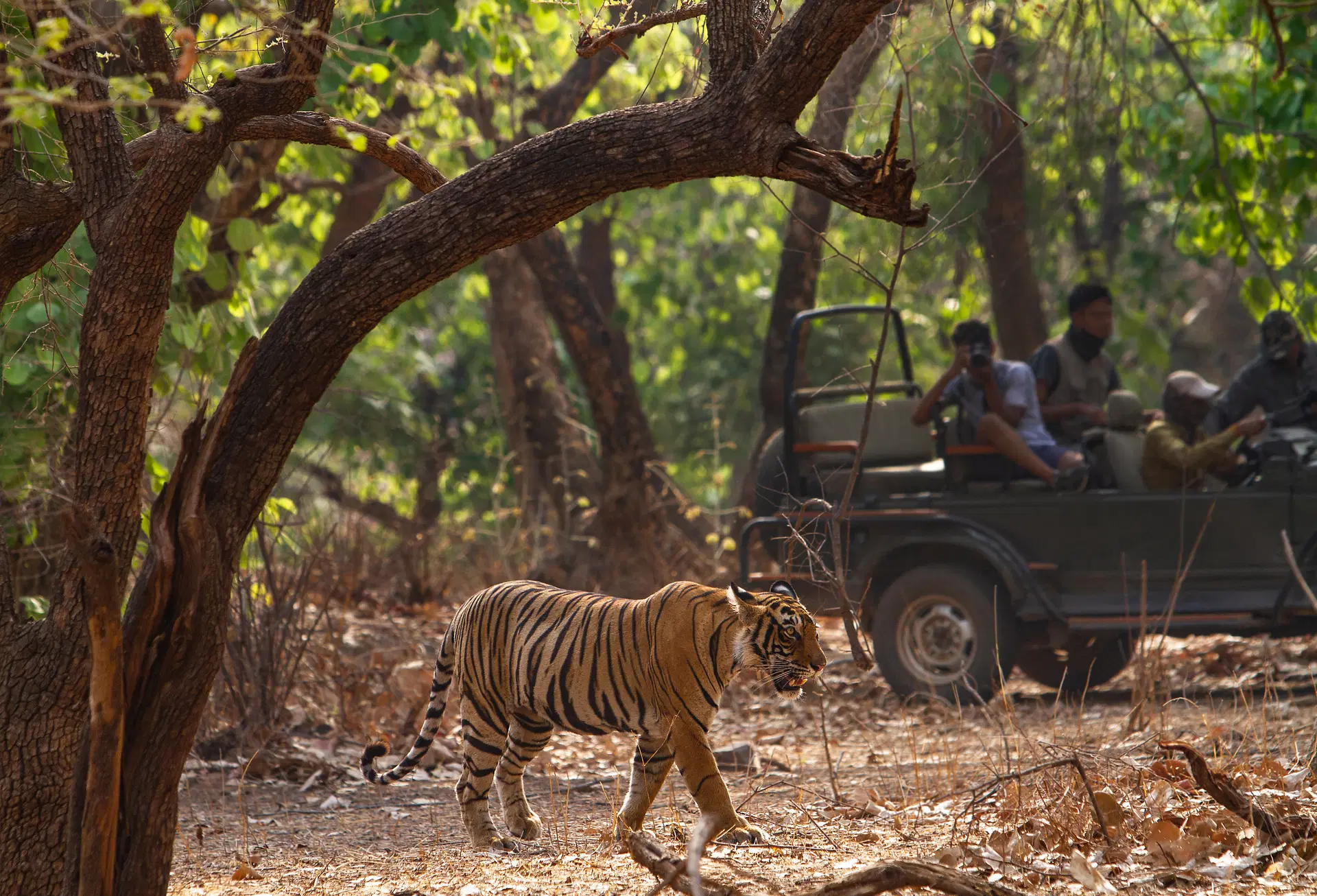 Jim Corbett National Park Tour – Your Ultimate Wildlife Adventure