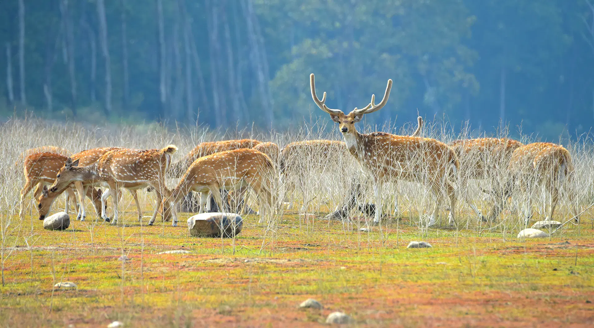 Nainital And Ranikhet With Jim Corbett Tour Package