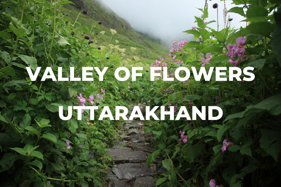 Valley of Flowers: A Dream Destination for Nature Lovers (Uttarakhand)