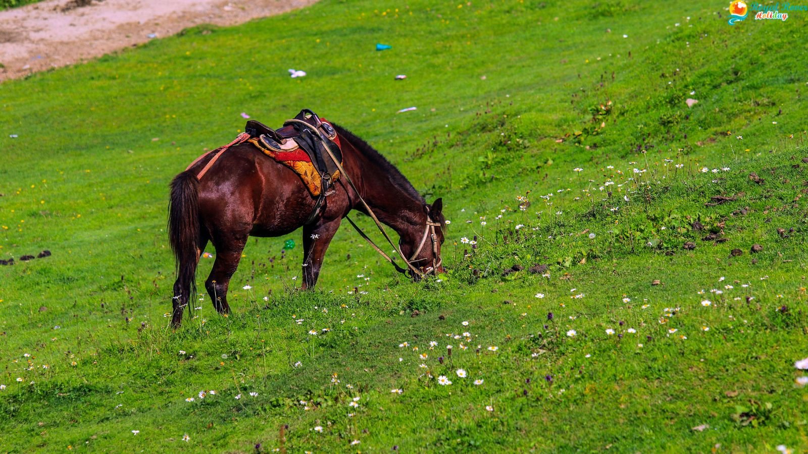 Gulmarg Meadow