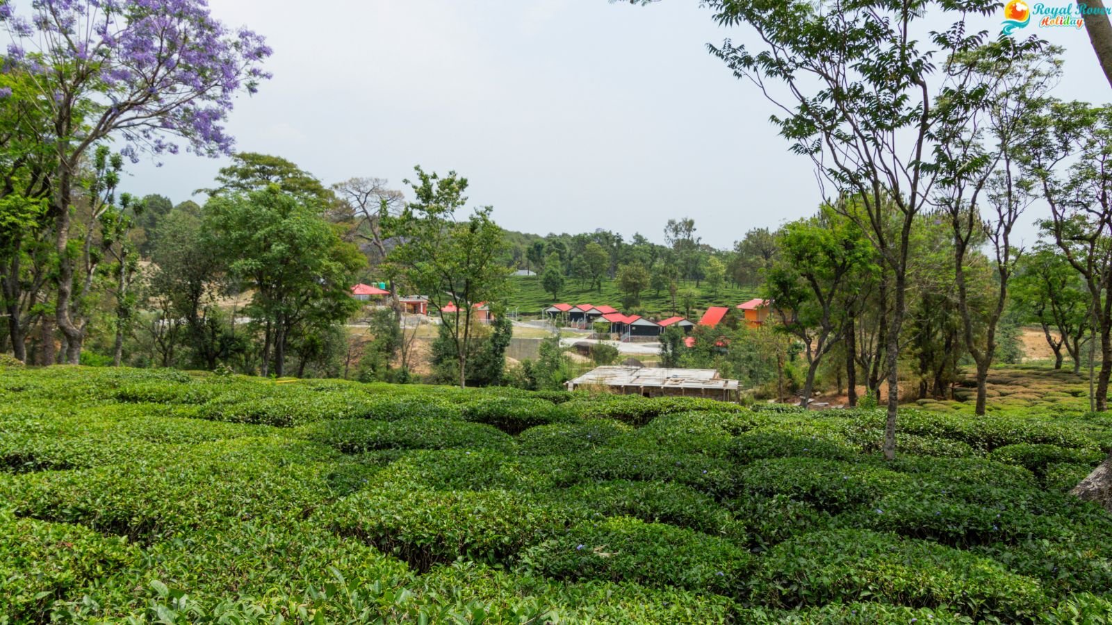 Palampur Tea Gardens